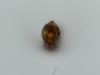 Catops sp.